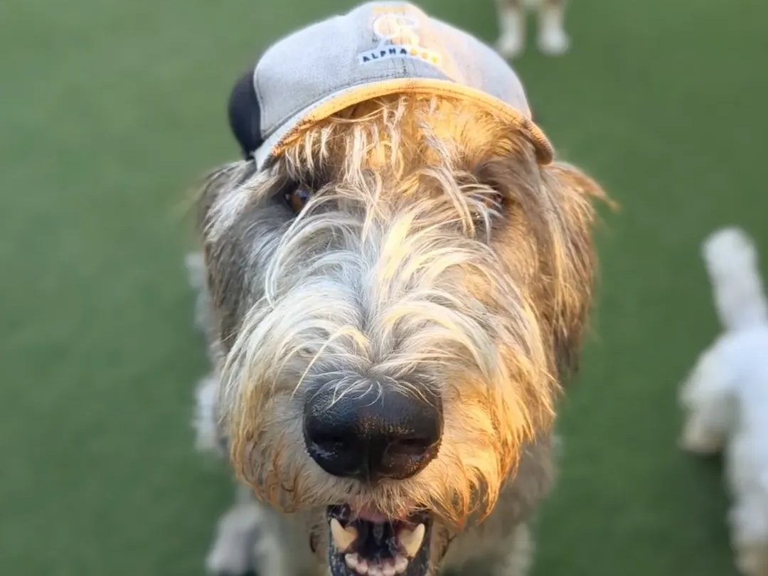 A very good boy repping AlphaDog in his own team cap