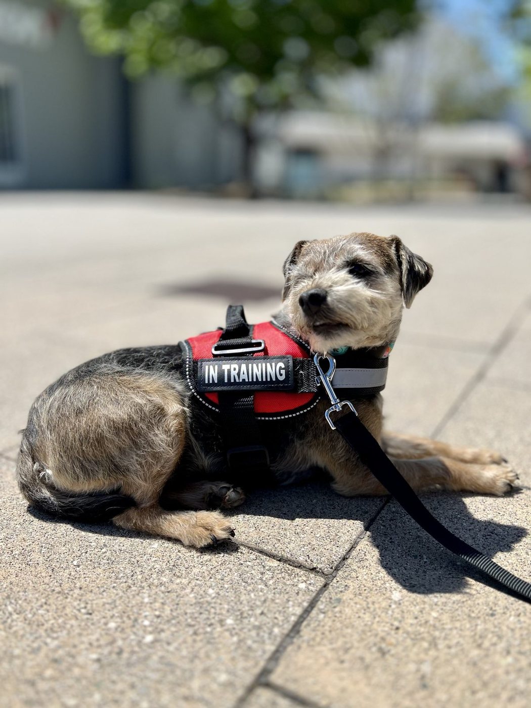 An AlphaDog Assist dog in an 'in training' vest, working out on the sidewalk