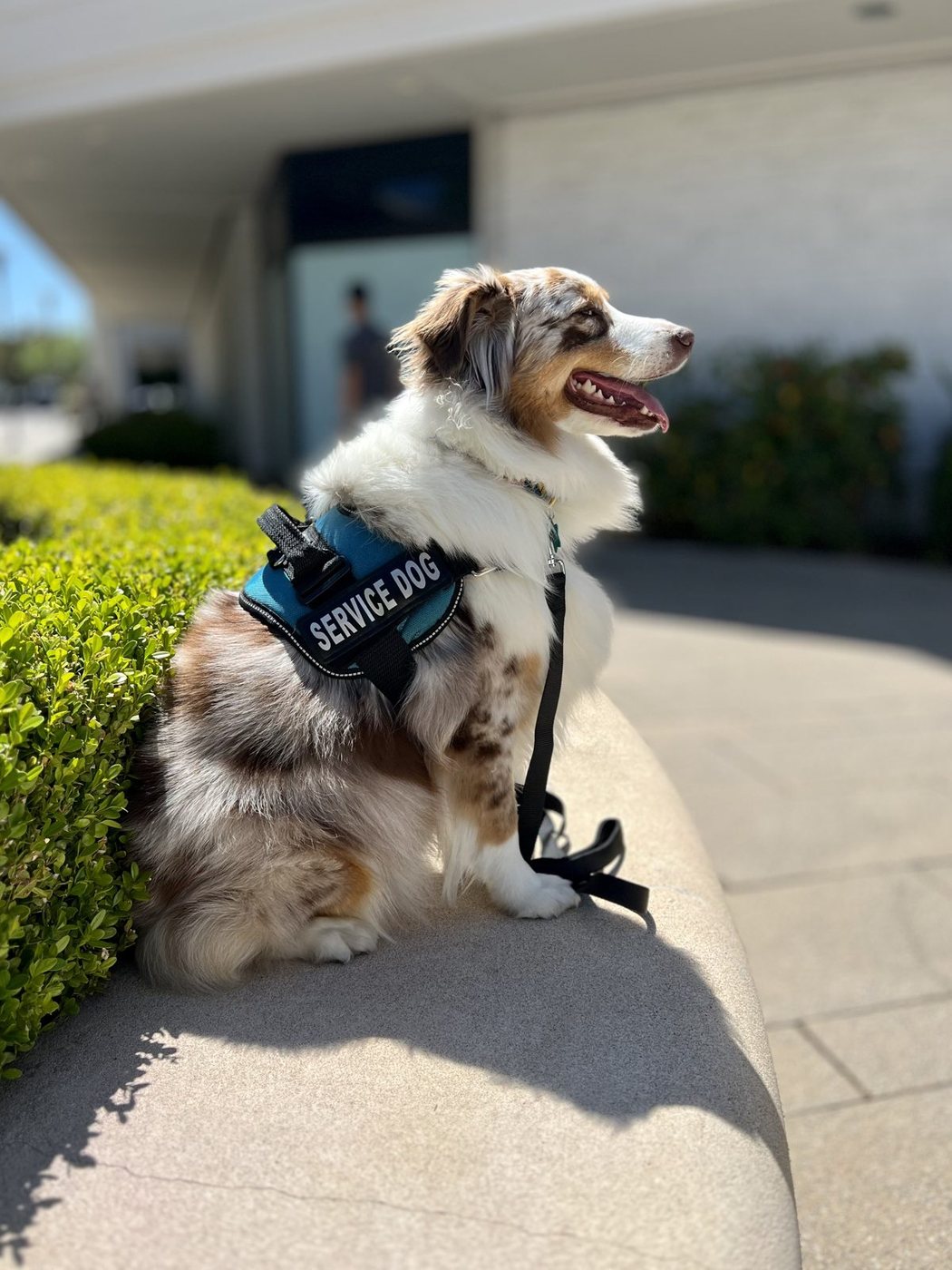 An AlphaDog Assist service dog in vest, working out in public