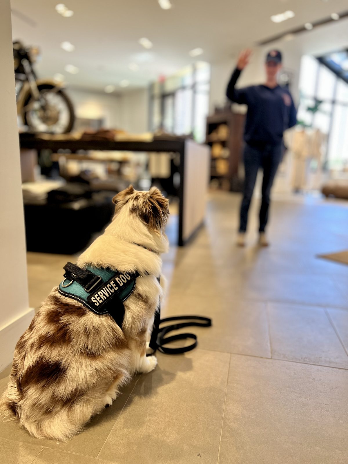 A service dog holding a sit-stay while an AlphaDog trainer signals from across the store
