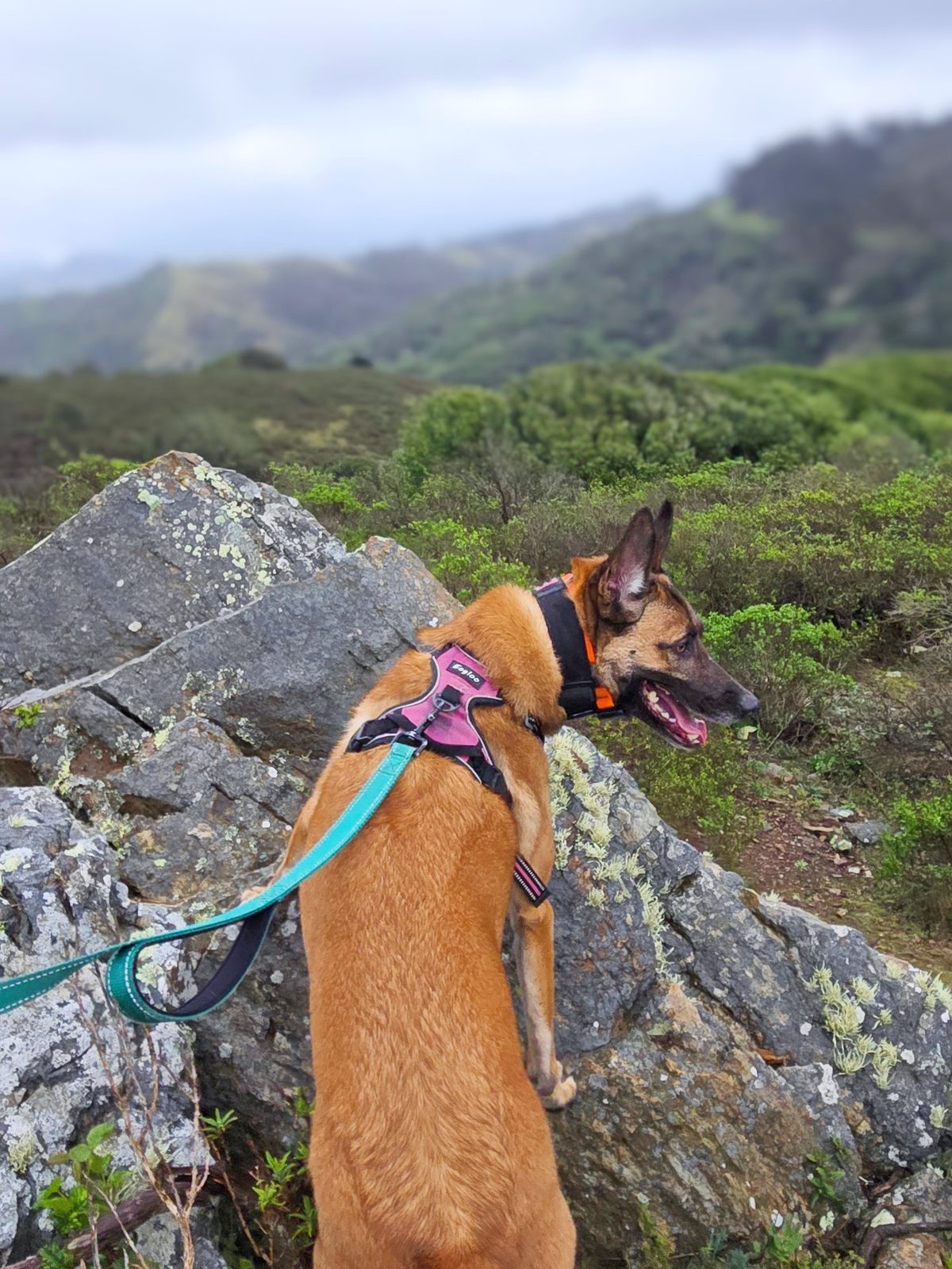 A dog perched on hilltop rocks taking in the green Marin headlands