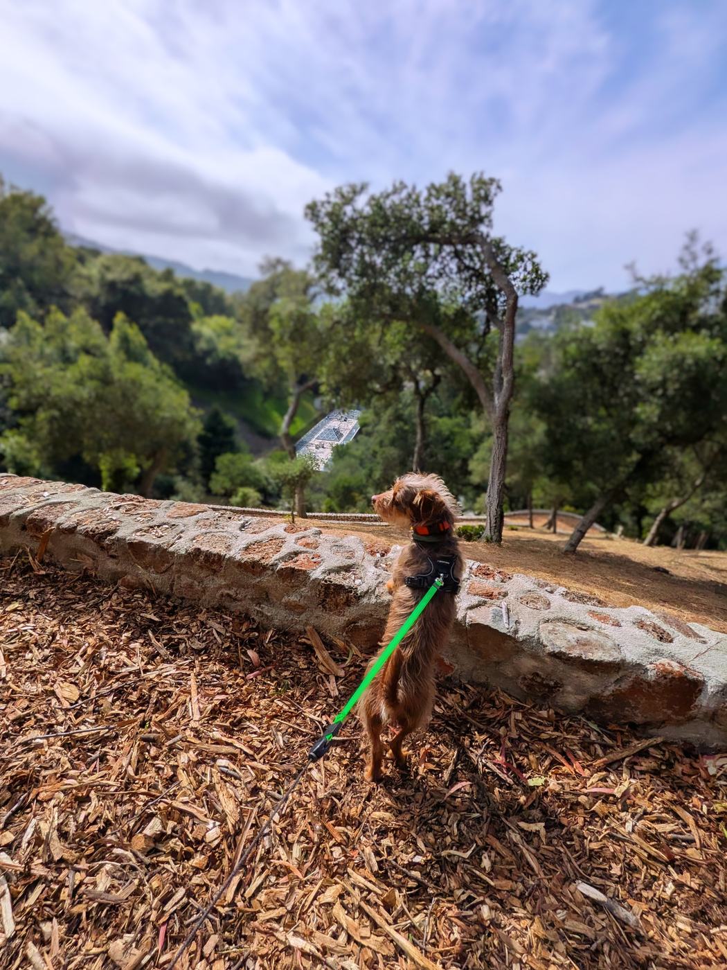 A small terrier standing up against a stone wall to admire the view