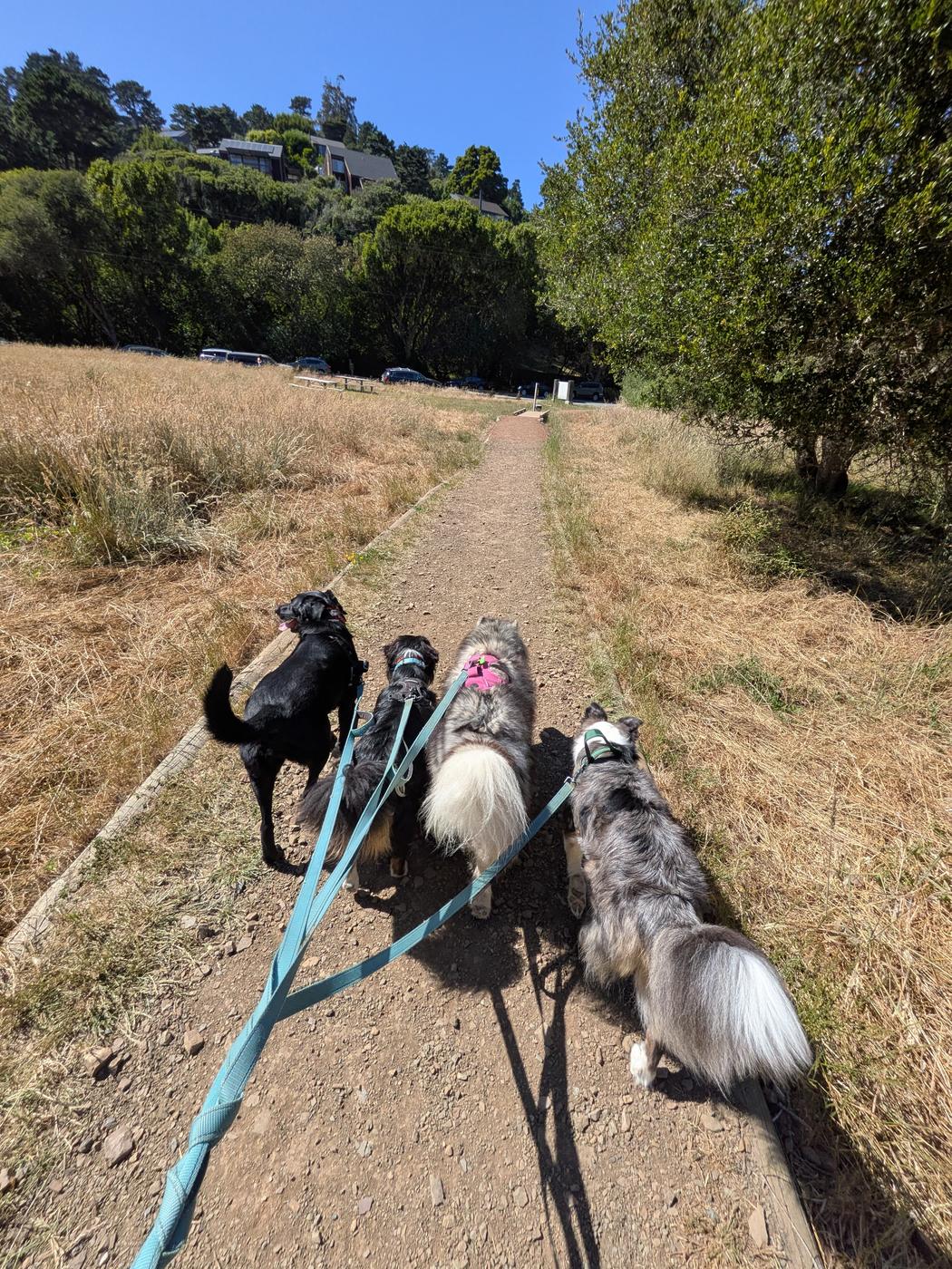 Four dogs walking together on a sunny Marin trail during a pack walk
