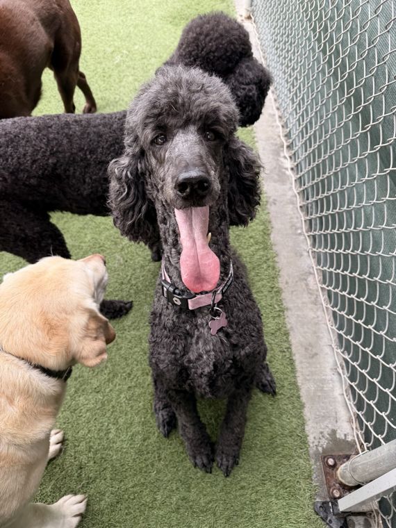 A dog at AlphaDog
