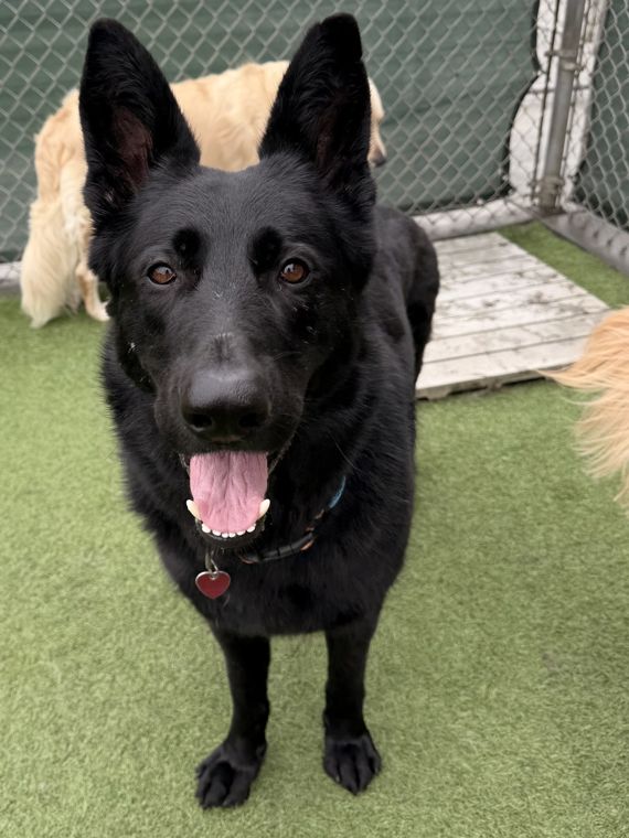 A dog at AlphaDog