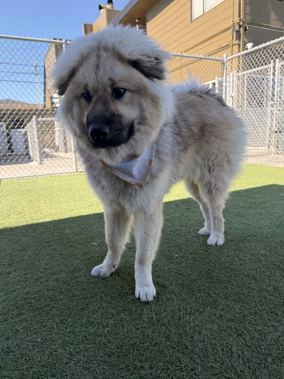 A dog at AlphaDog