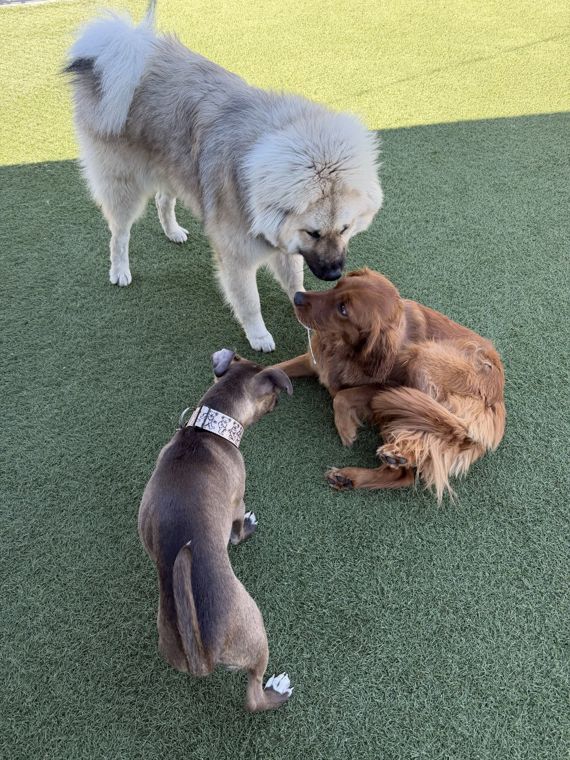 A dog at AlphaDog