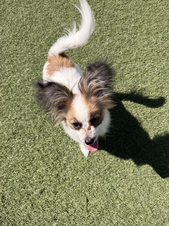 A dog at AlphaDog