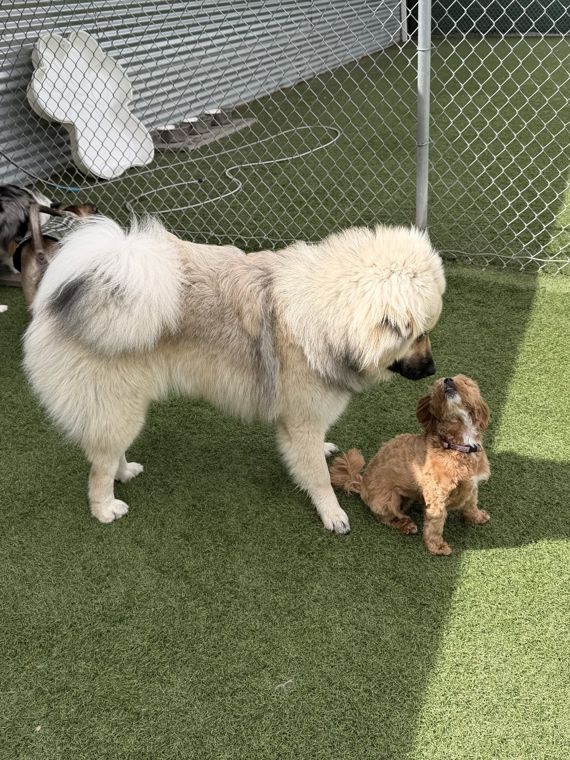 A dog at AlphaDog