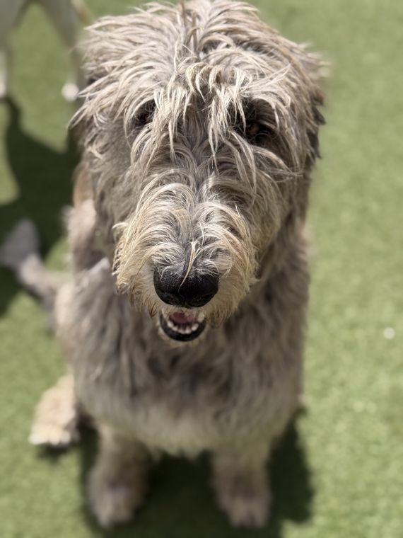 A dog at AlphaDog