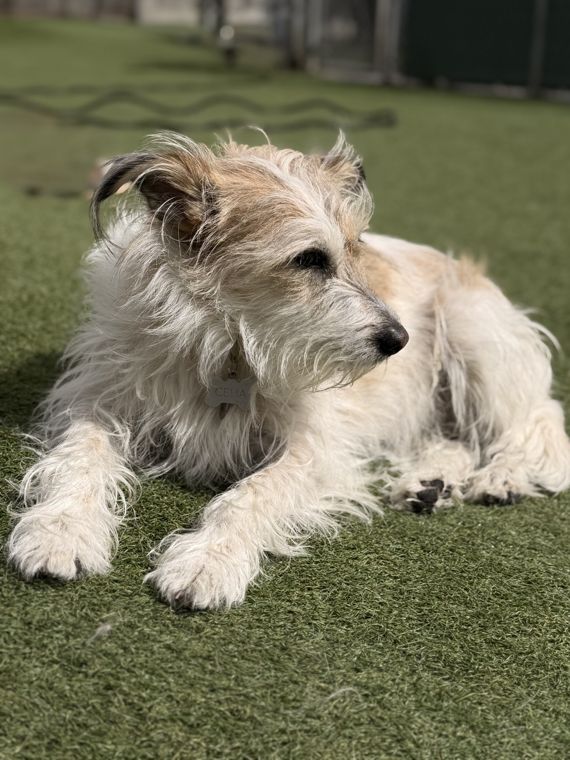 A dog at AlphaDog