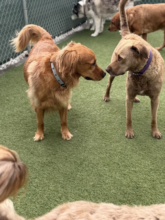A dog at AlphaDog