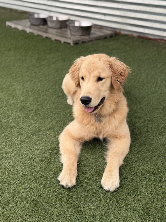 A dog at AlphaDog