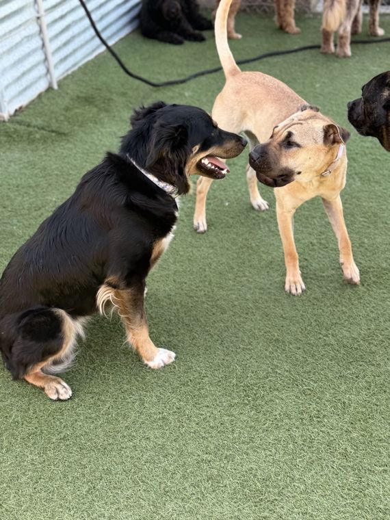 A dog at AlphaDog