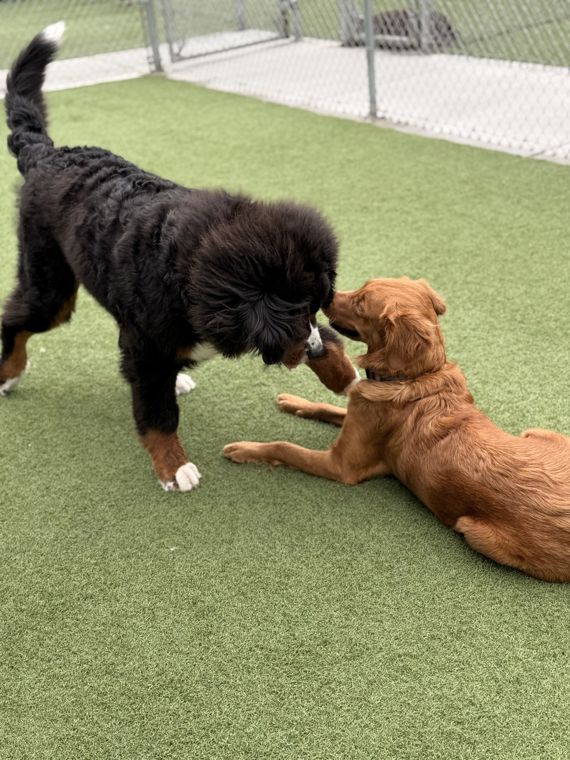 A dog at AlphaDog