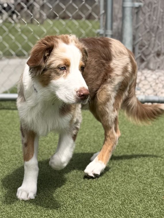 A dog at AlphaDog