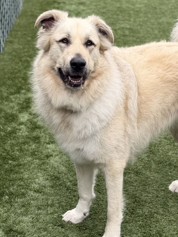 A dog at AlphaDog