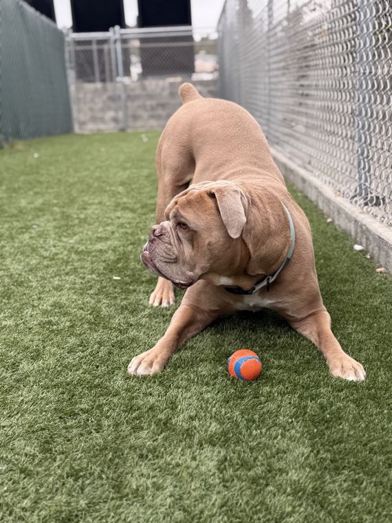A dog at AlphaDog