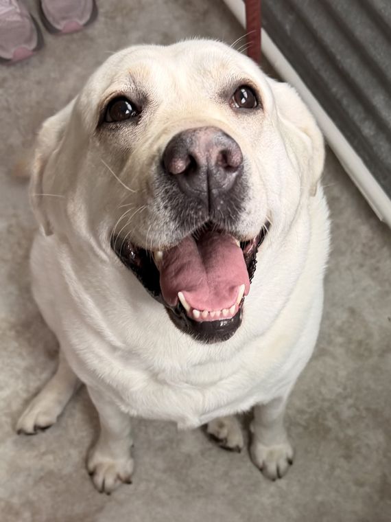 A dog at AlphaDog