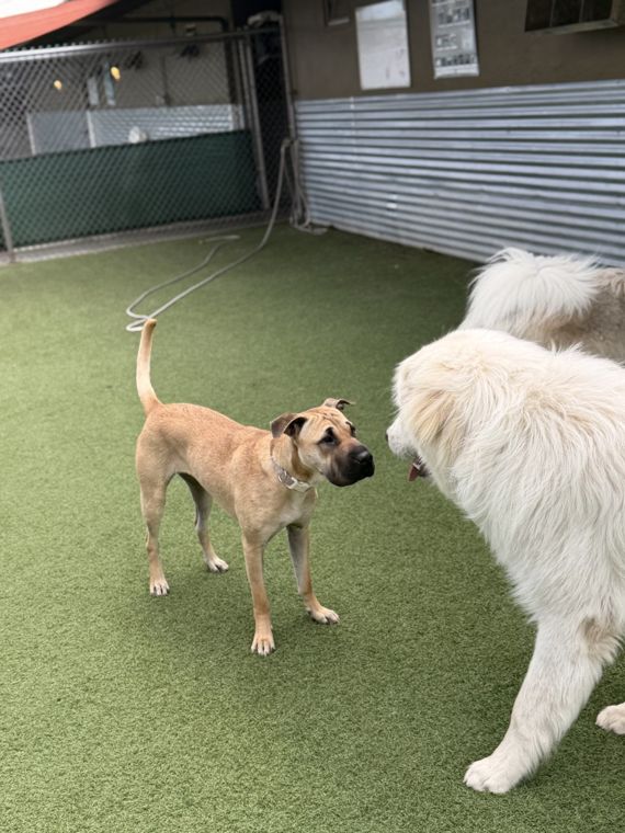 A dog at AlphaDog