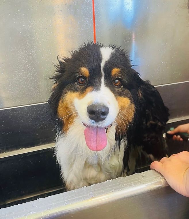 A dog at AlphaDog