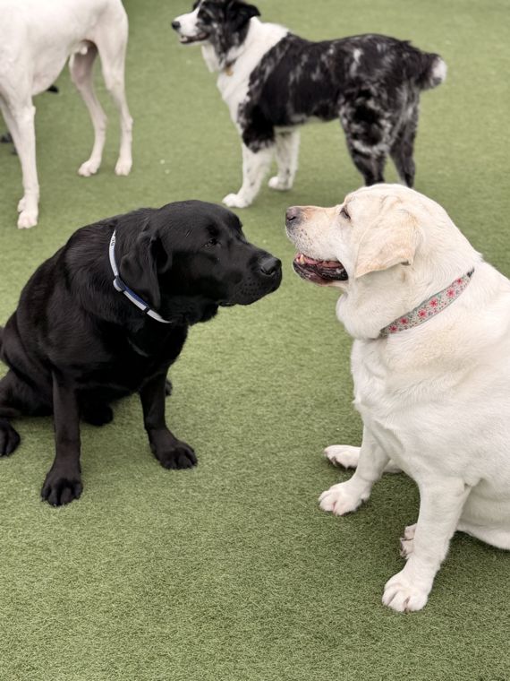 A dog at AlphaDog