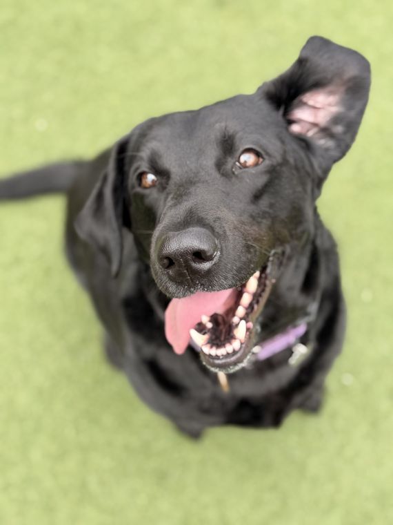 A dog at AlphaDog