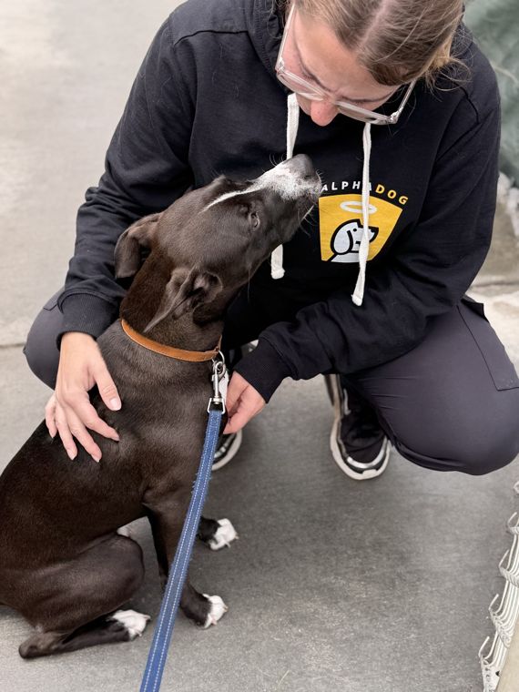 A dog at AlphaDog