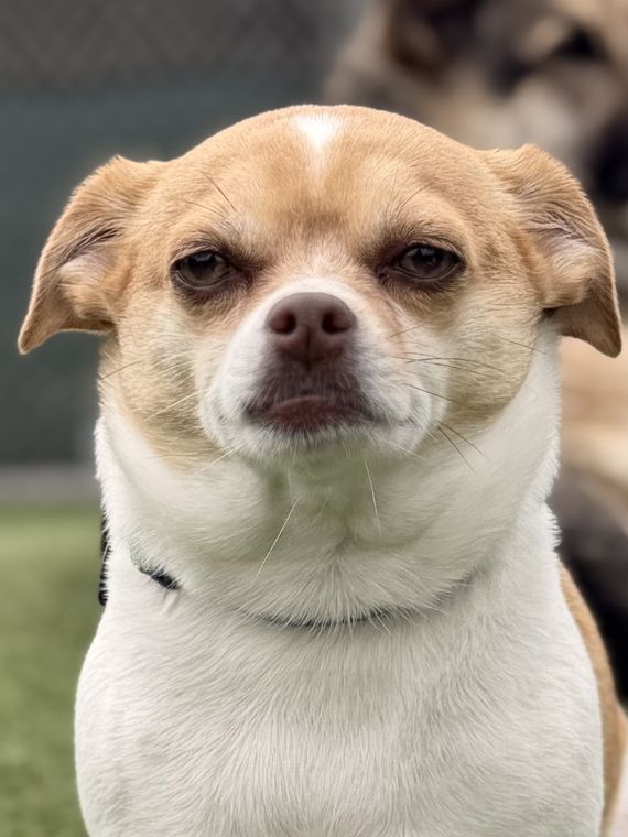 A dog at AlphaDog