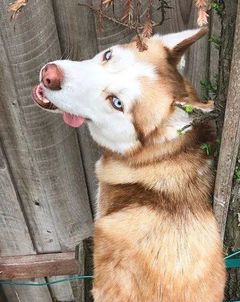 A dog at AlphaDog