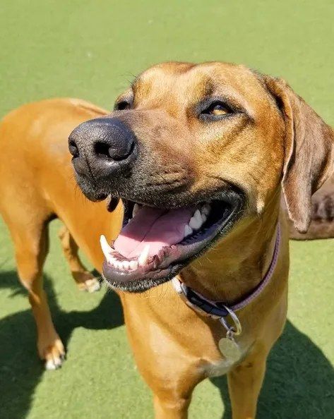 A dog at AlphaDog