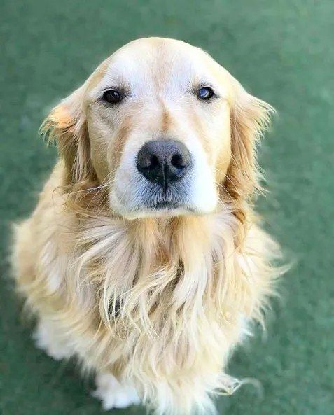 A dog at AlphaDog