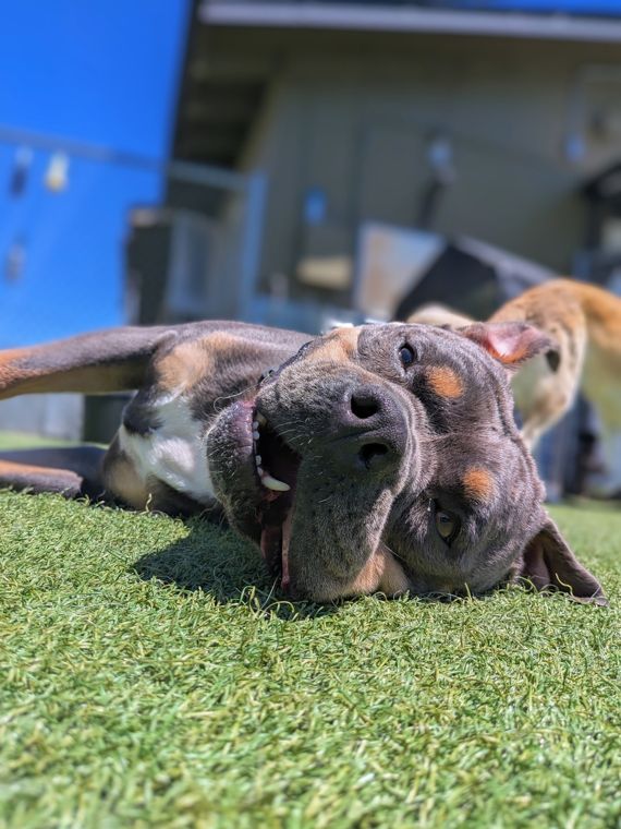 A dog at AlphaDog