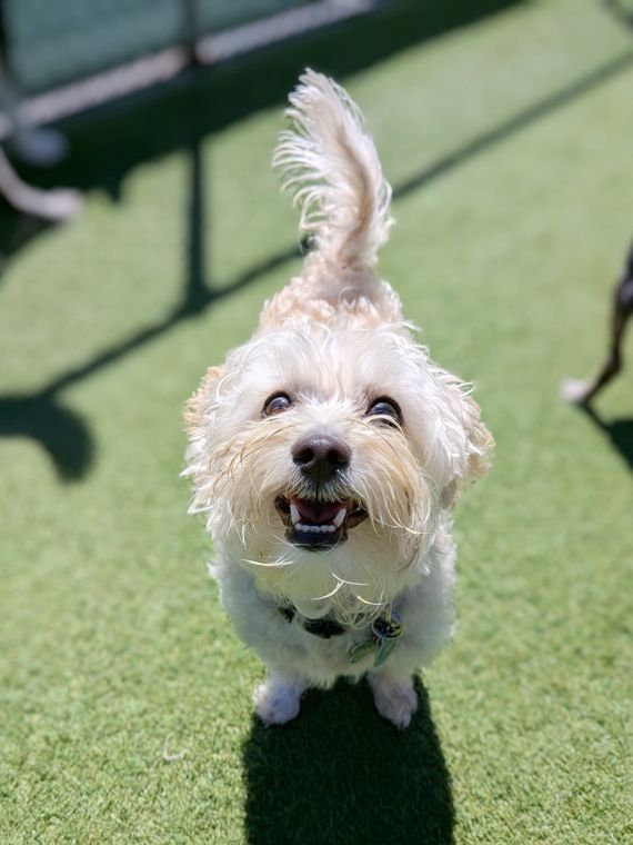 A dog at AlphaDog