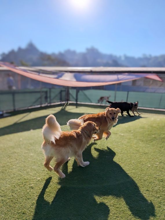 A dog at AlphaDog
