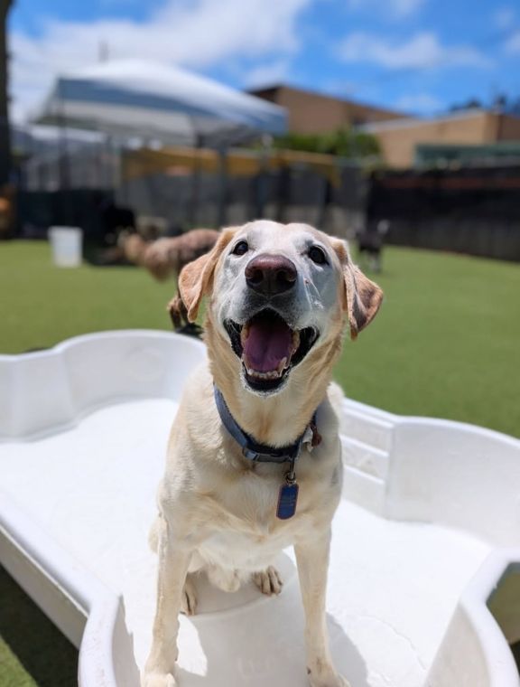 A dog at AlphaDog