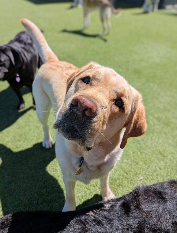 A dog at AlphaDog
