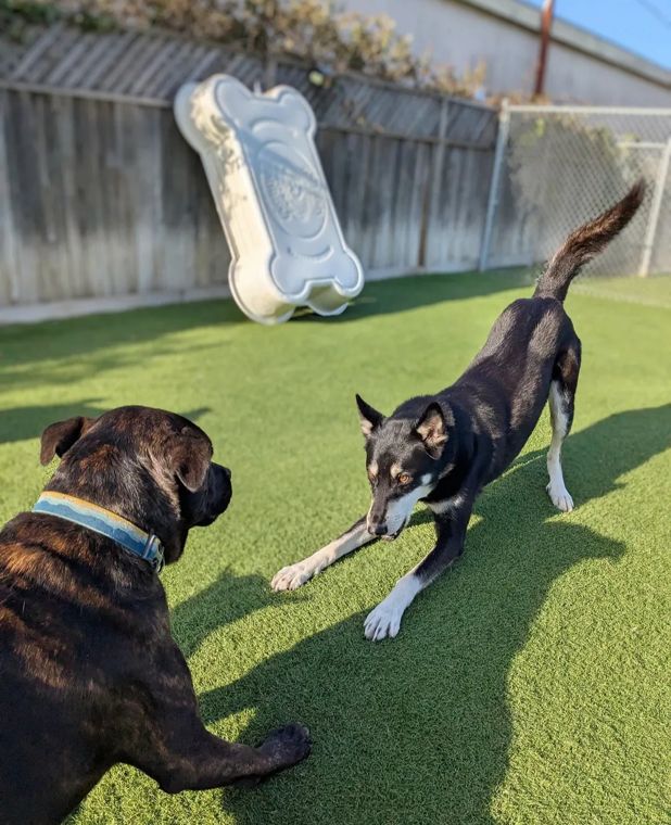 A dog at AlphaDog