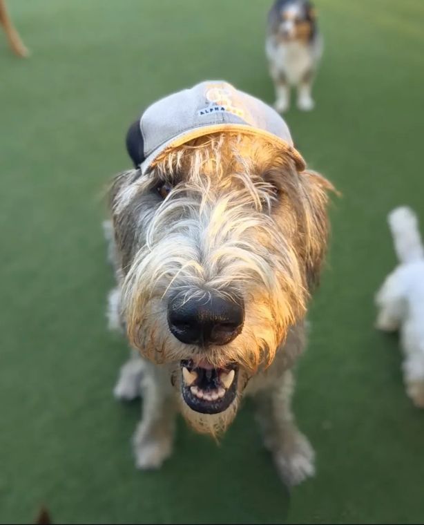A dog at AlphaDog