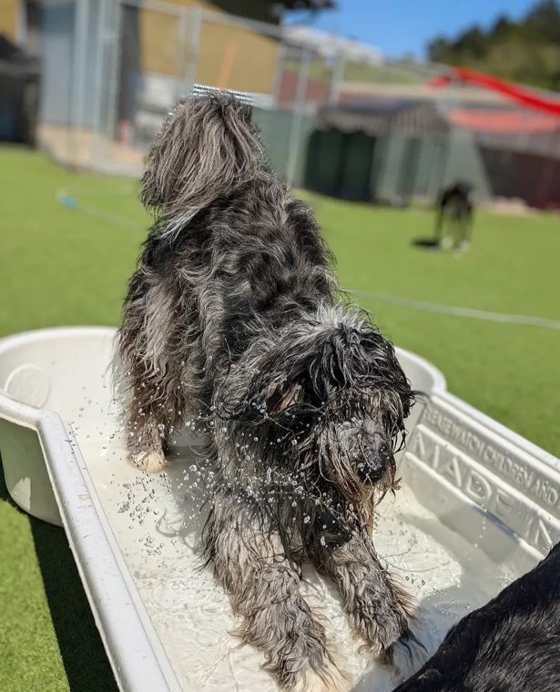 A dog at AlphaDog
