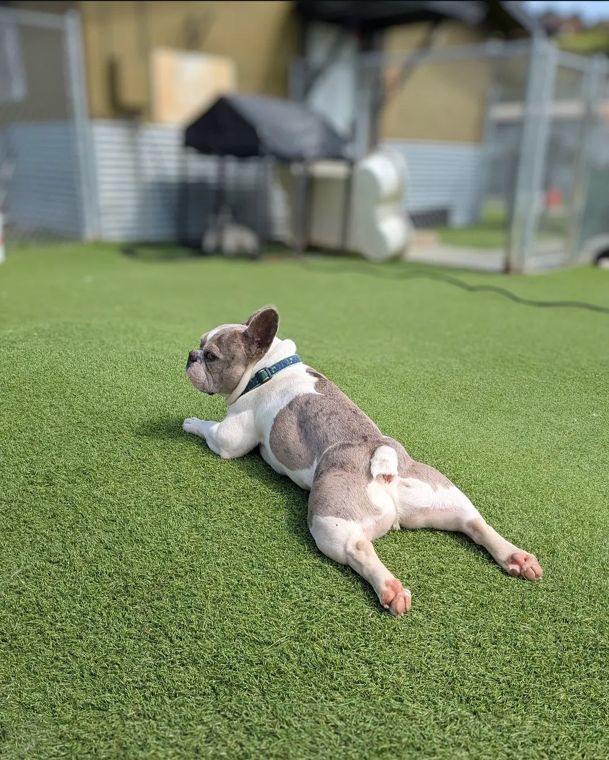 A dog at AlphaDog