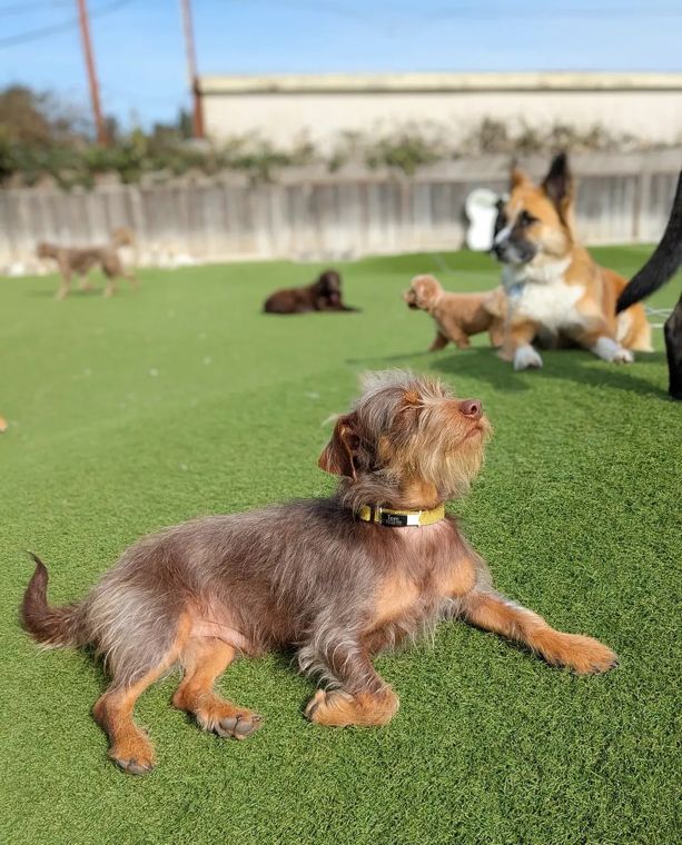 A dog at AlphaDog