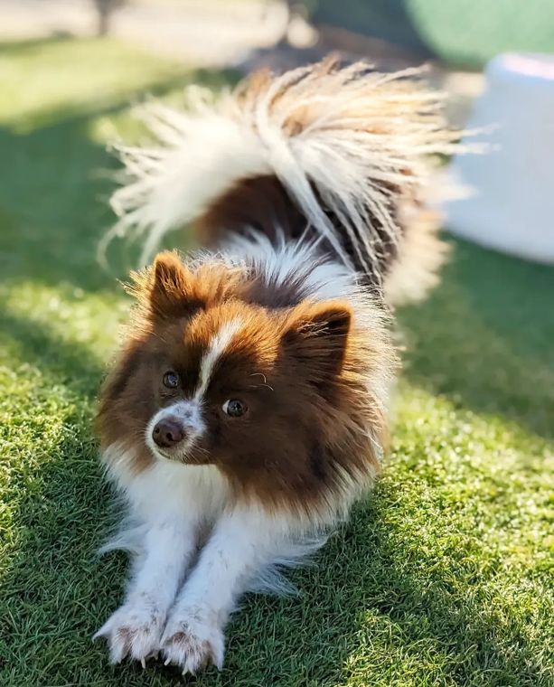A dog at AlphaDog