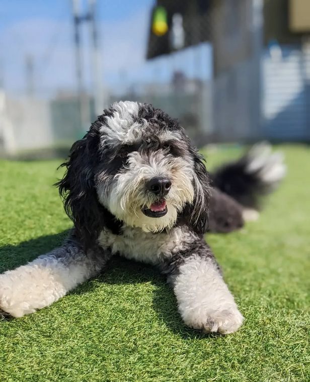A dog at AlphaDog
