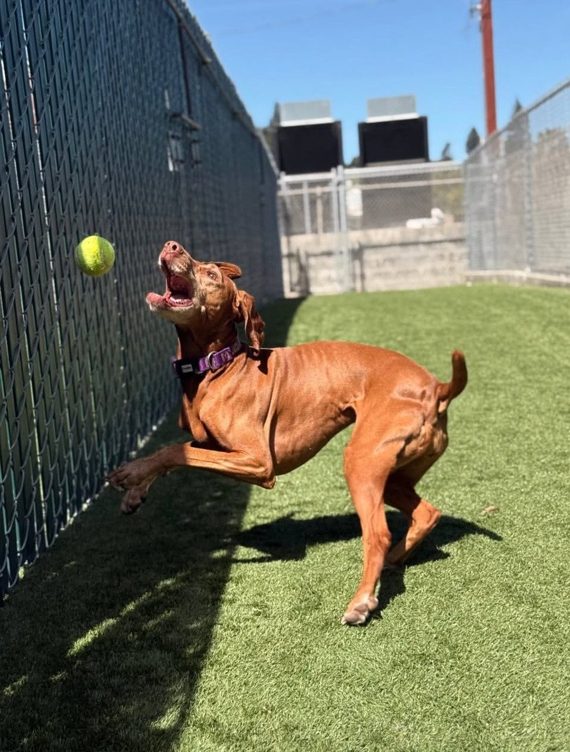 A dog leaping to catch a tennis ball in the yard at AlphaDog