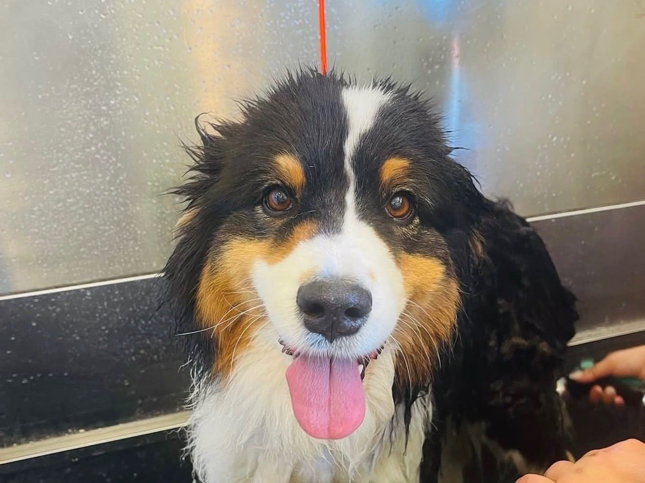 Bath time at the AlphaDog spa