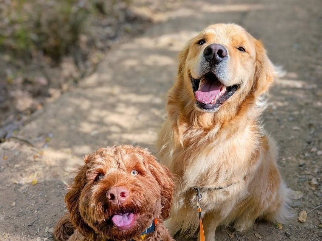 Two happy trail buddies on an AlphaDog Outdoors adventure