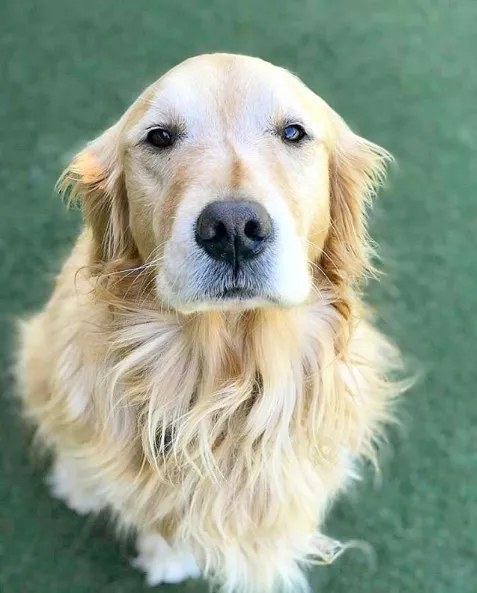 Shady, a golden retriever, sitting on the turf at AlphaDog