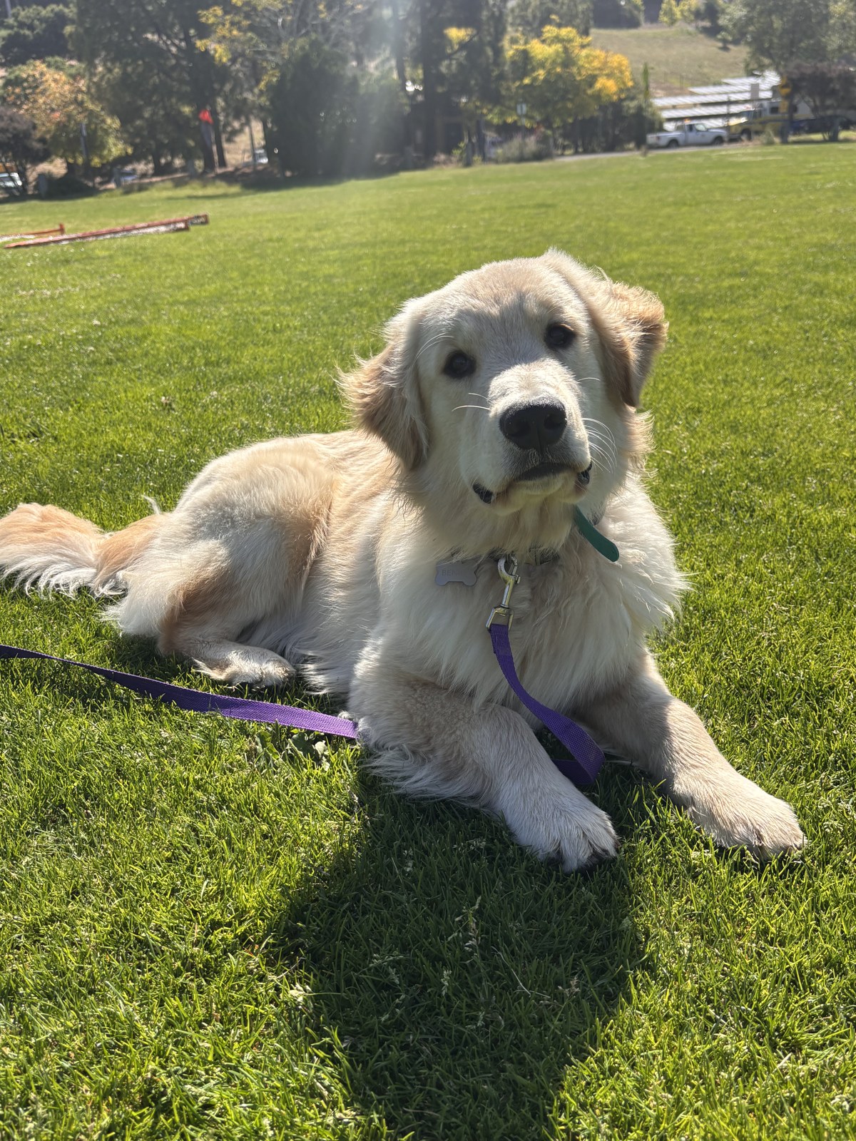 A golden retriever holding a calm down-stay on leash in a Marin park