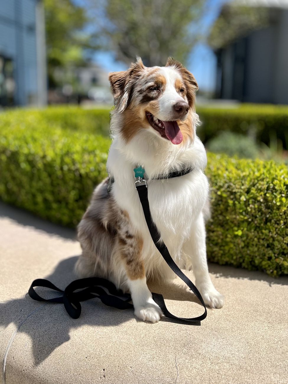 Piper, a red merle Australian shepherd, sitting attentively on leash in the sun